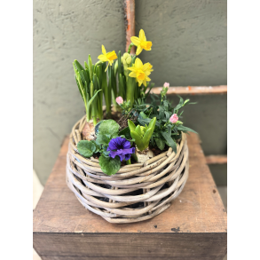 For�rs tilplantning