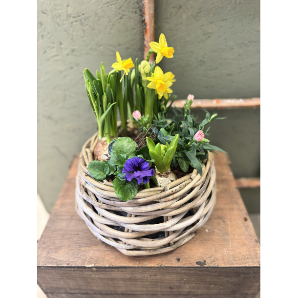 For�rs tilplantning